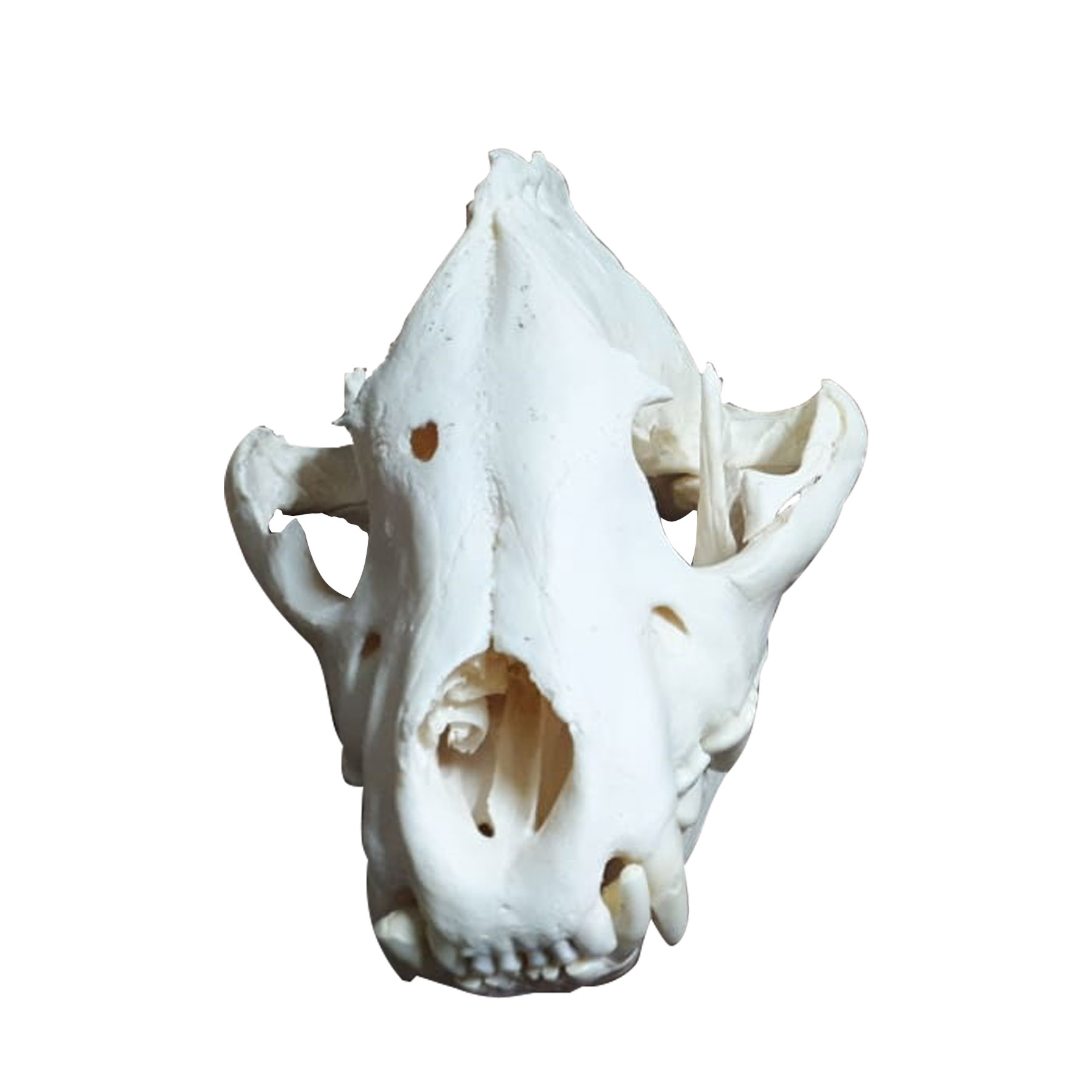SPOTTED HYENA SKULL HS01