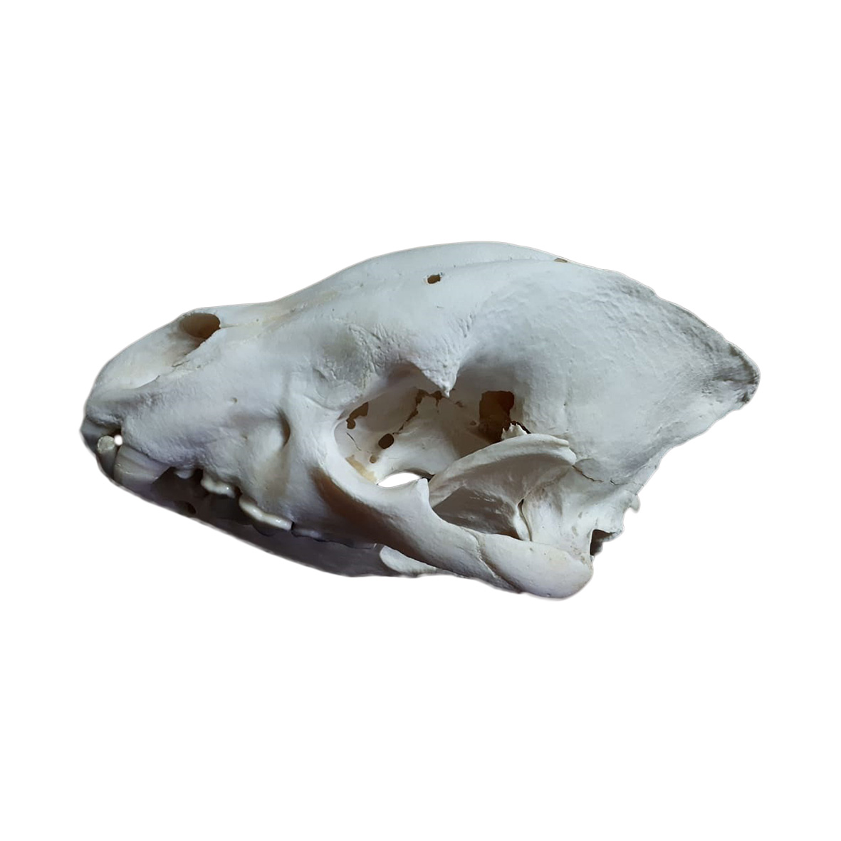 SPOTTED HYENA SKULL HS02 - Image 2