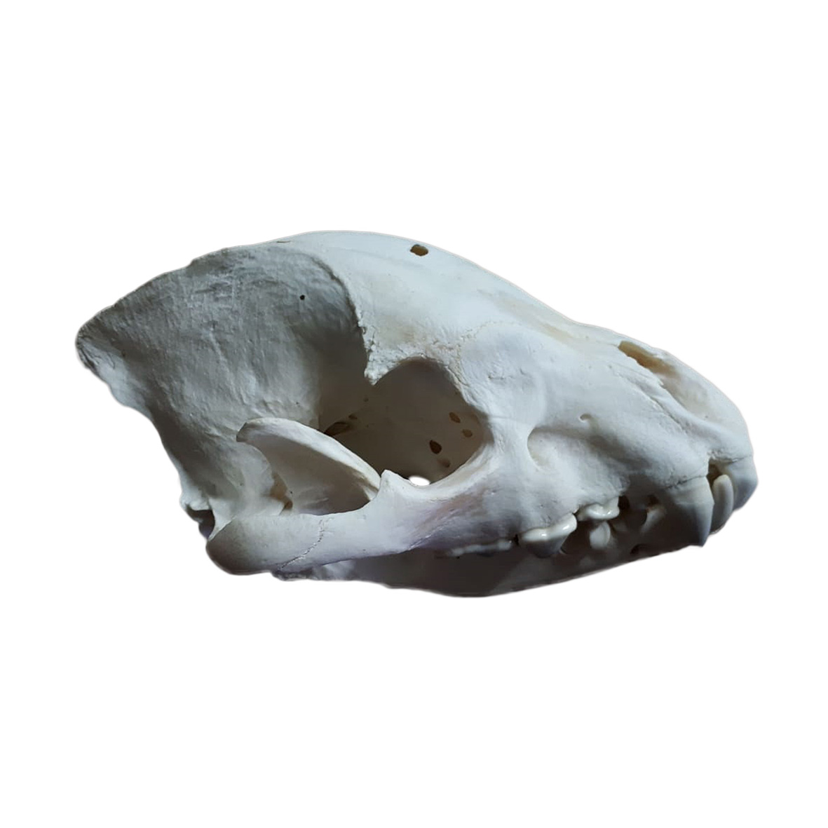 SPOTTED HYENA SKULL HS02 - Image 3