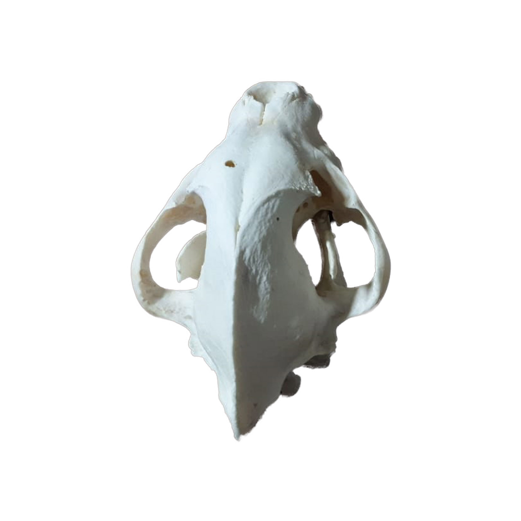 SPOTTED HYENA SKULL HS02 - Image 5
