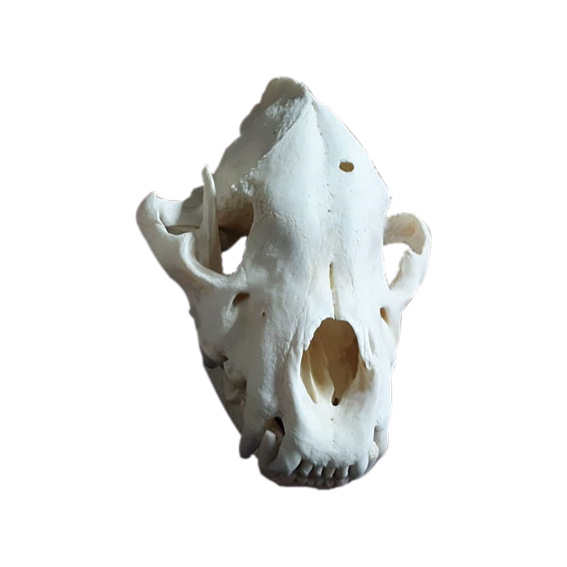 SPOTTED HYENA SKULL HS02