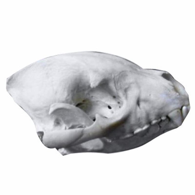 Spotted Hyena Skull SHS1