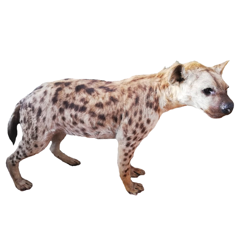 Spotted Hyena Full Mount - SHFM110