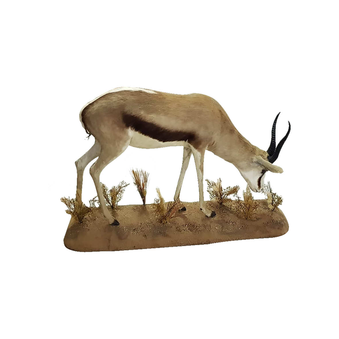 SPRINGBOK FULL MOUNT SFM1W - Image 4