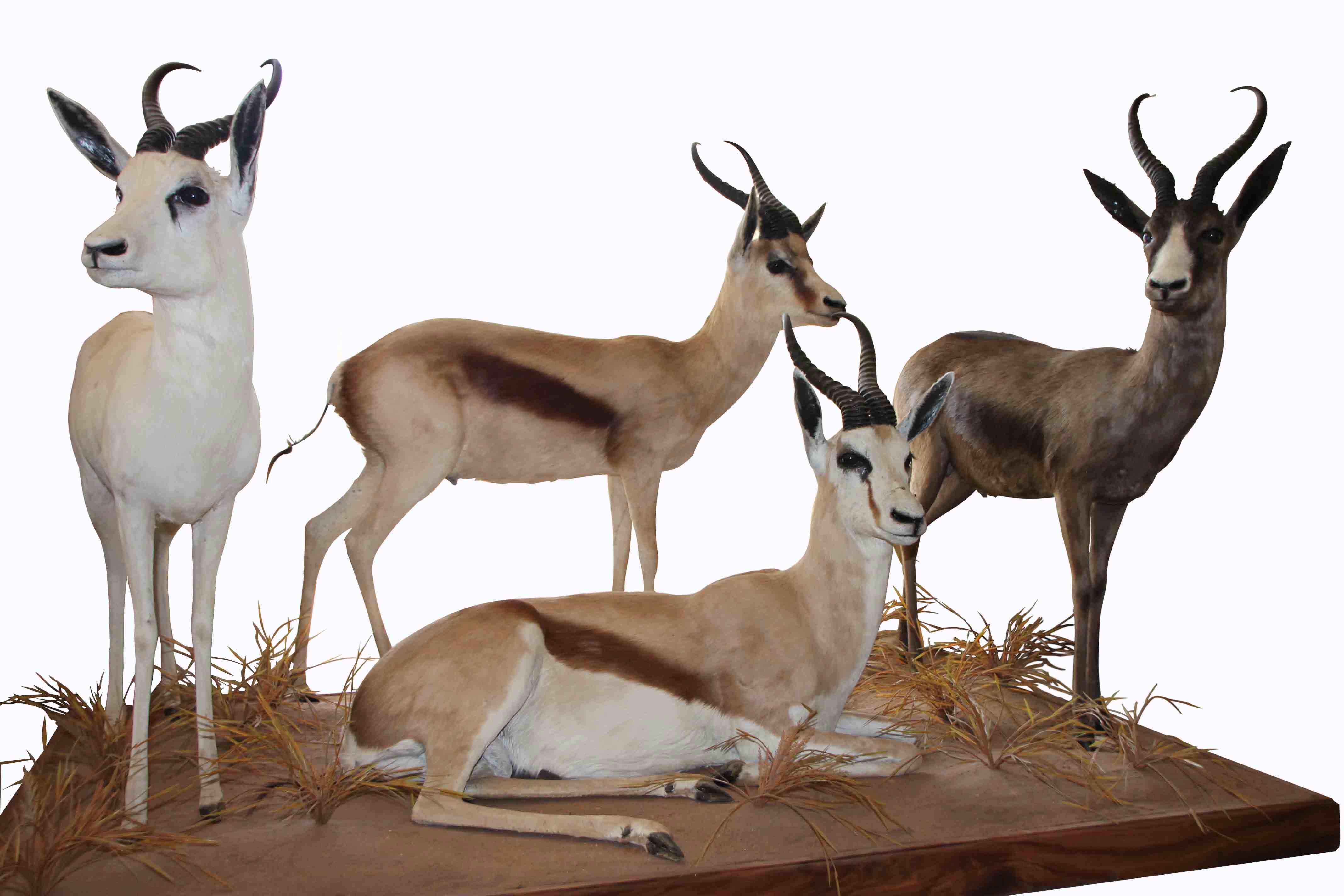Springbok Grand Slam SGS1 - Image 2