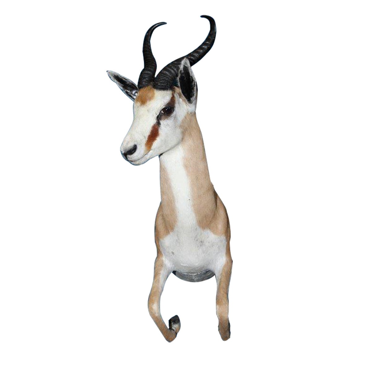 SPRINGBOK HALF MOUNT SHM11A - Image 2