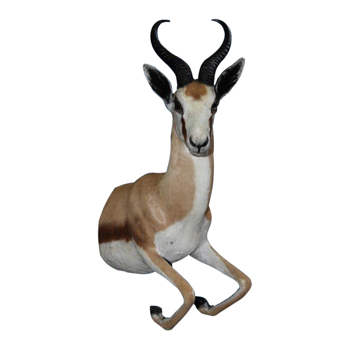 SPRINGBOK HALF MOUNT SHM11A
