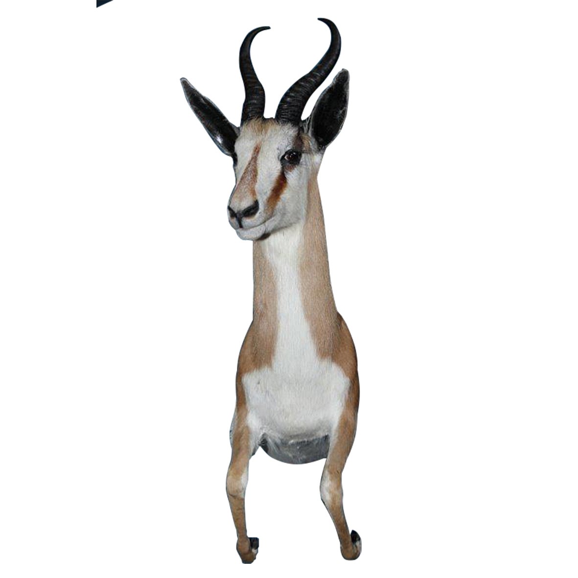 SPRINGBOK HALF MOUNT SHM11B - Image 2