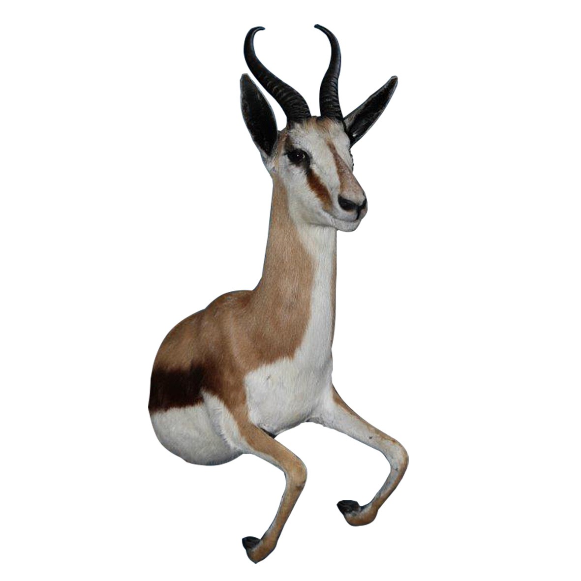 SPRINGBOK HALF MOUNT SHM11B