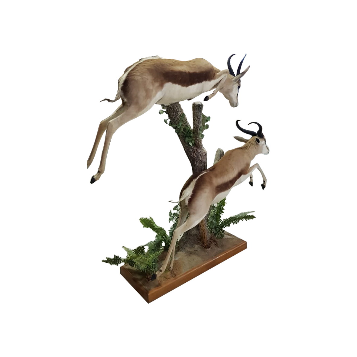 SPRINGBOK PAIR FULL MOUNT - Image 2