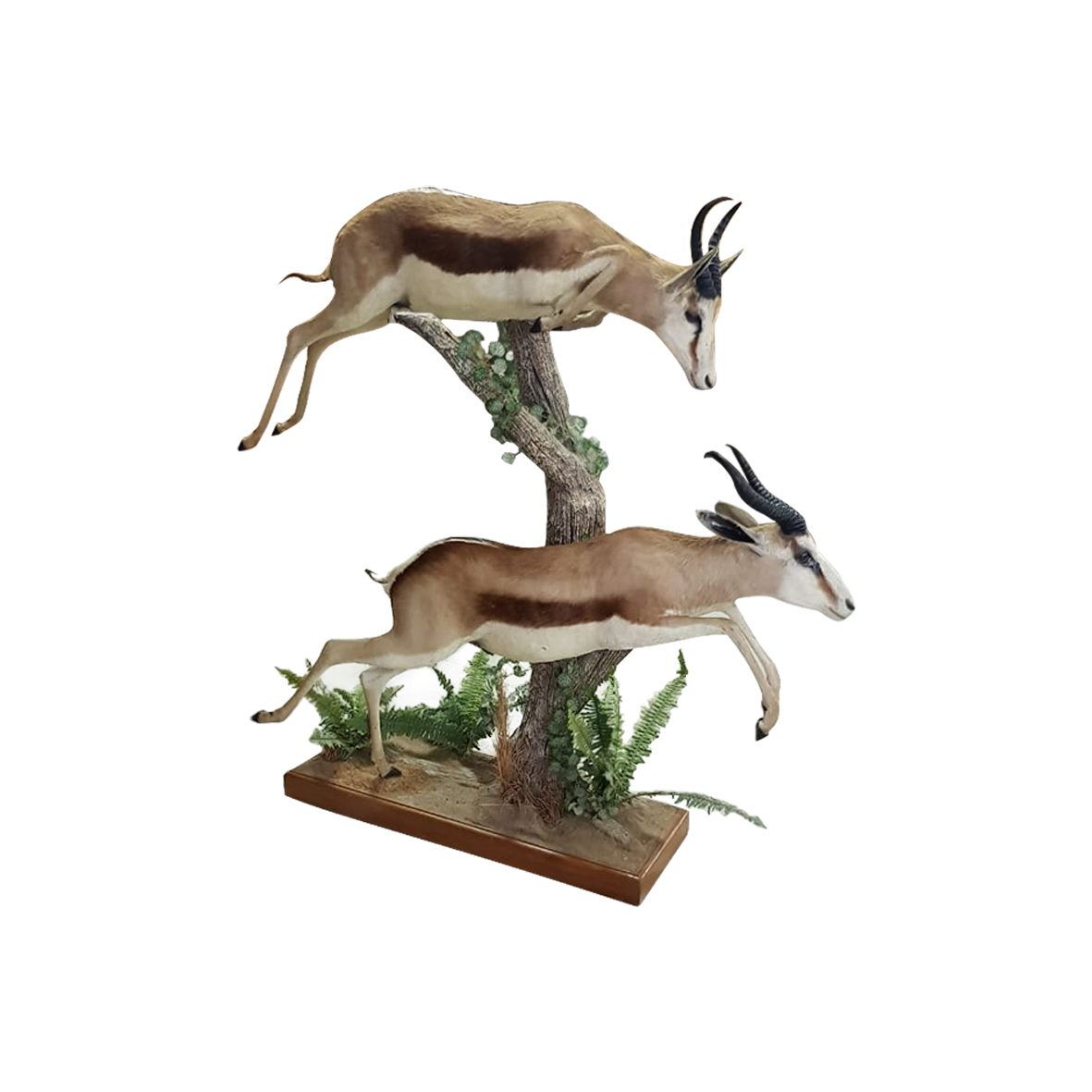SPRINGBOK PAIR FULL MOUNT - Image 3