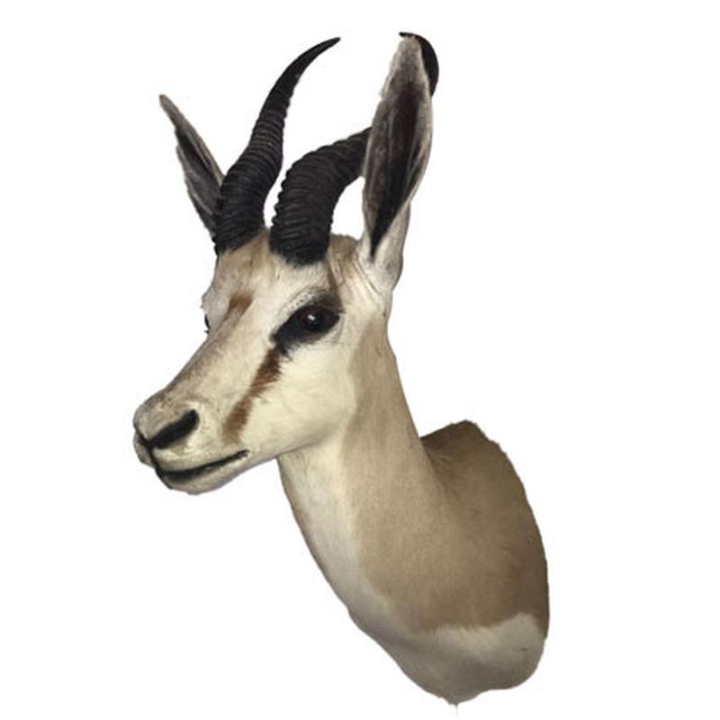 Springbok Shoulder Mount SBSM01