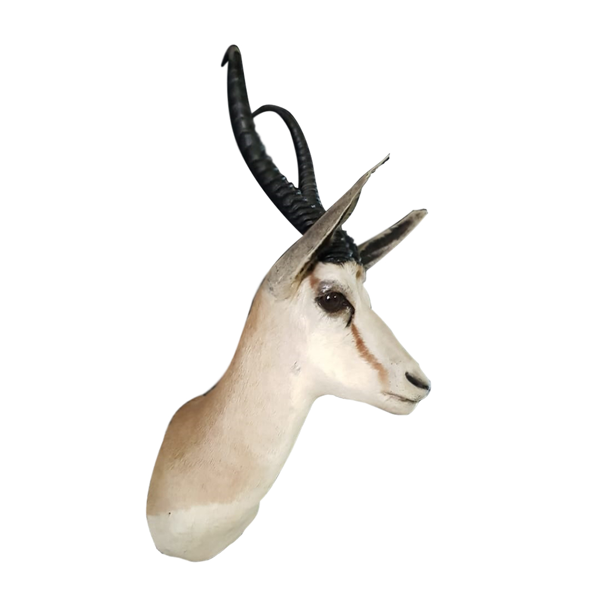 SPRINGBOK SHOULDER MOUNT SSM2 - Image 2