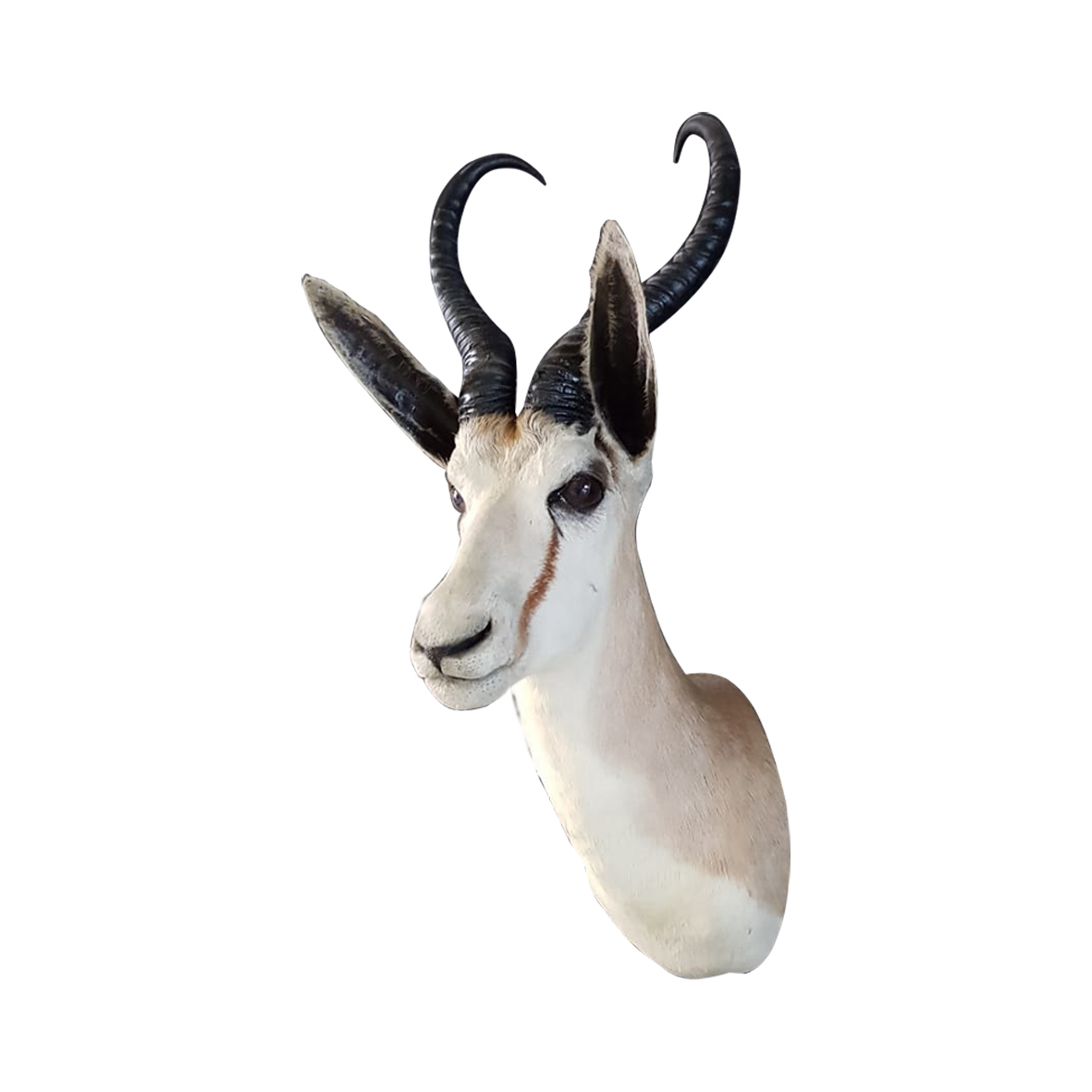 SPRINGBOK SHOULDER MOUNT SSM2 - Image 3