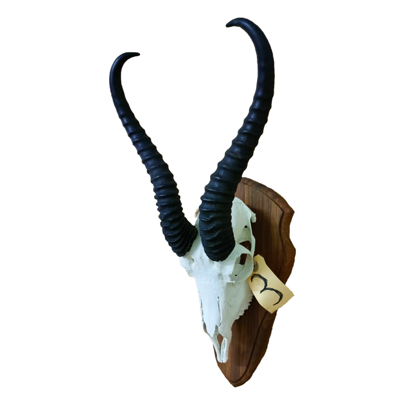 Springbok Skull Mount - SBSM110