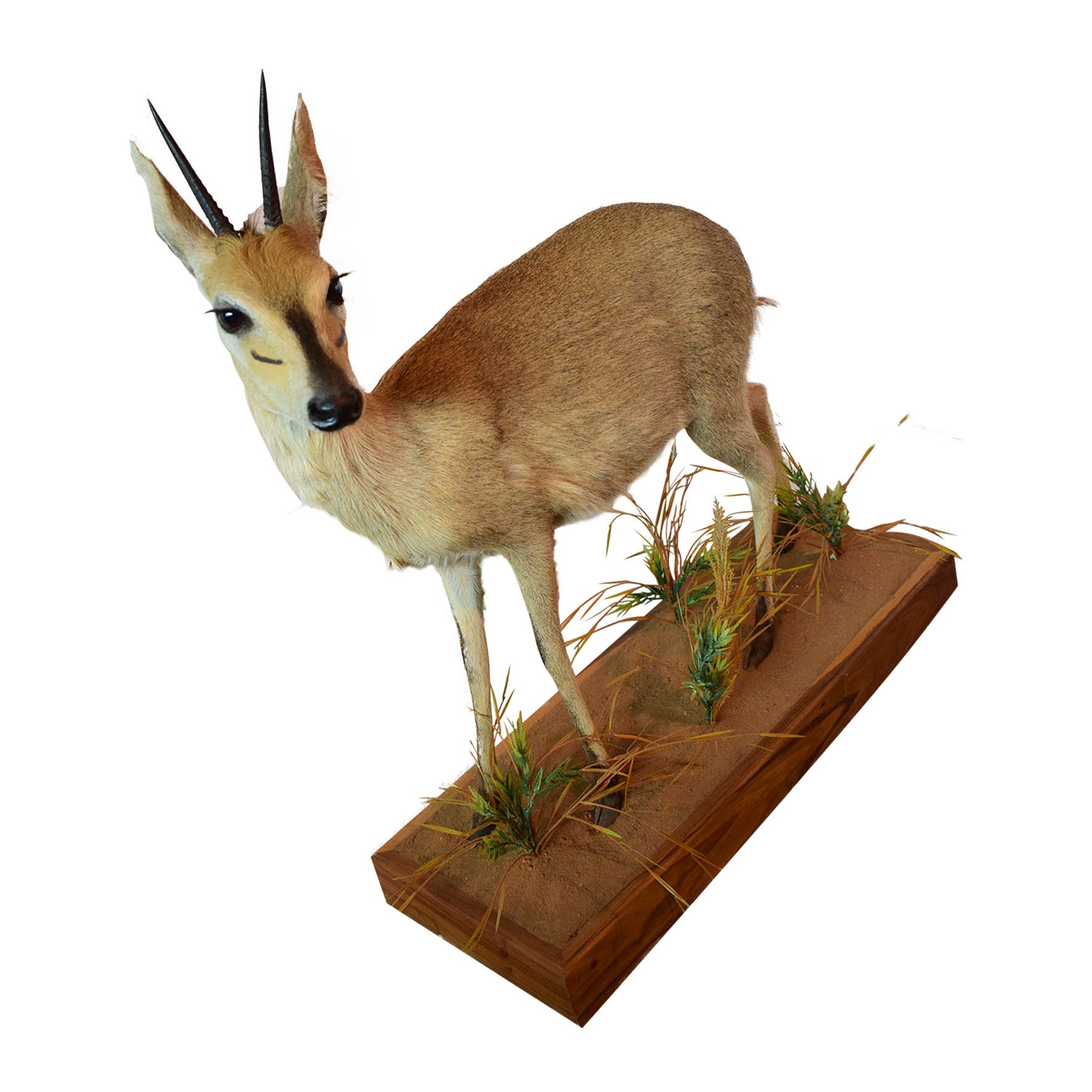 Steenbuck Full Mount On Base SFMB - Image 2