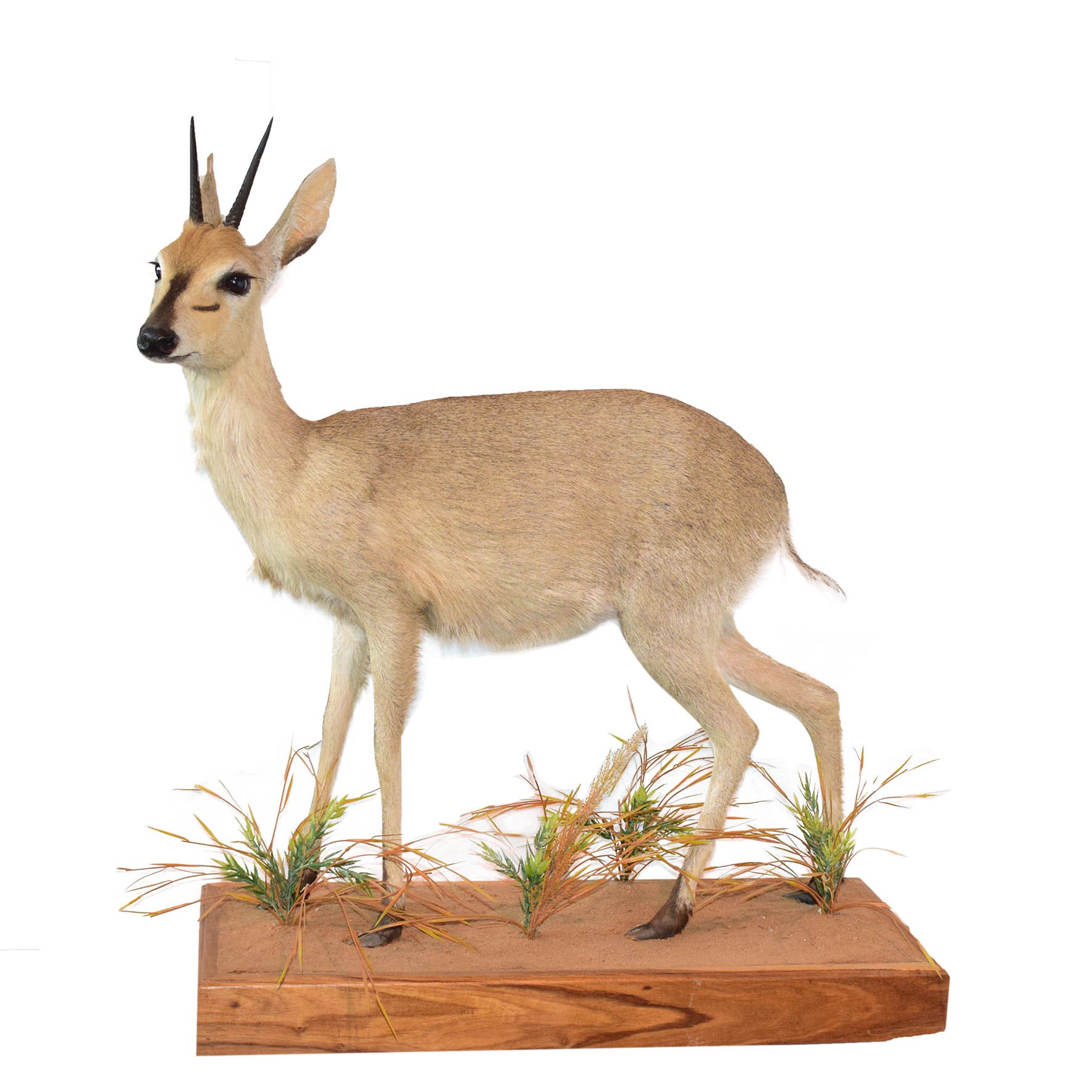 Steenbuck Full Mount On Base SFMB