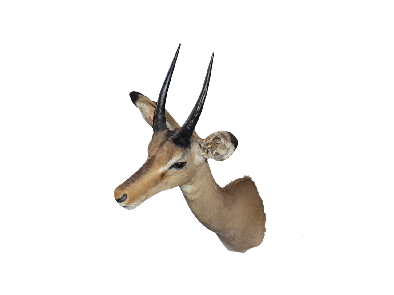 Impala Neck Mount - Image 2