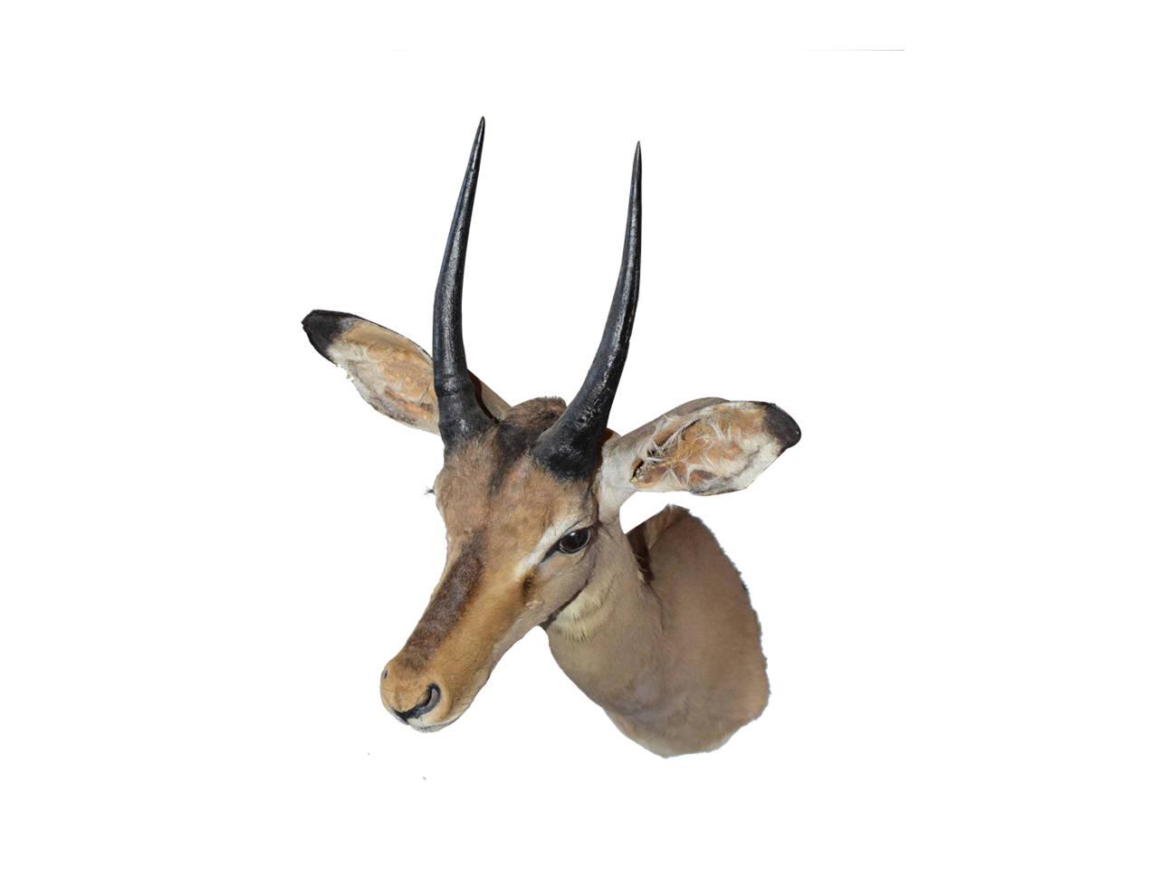 Impala Neck Mount