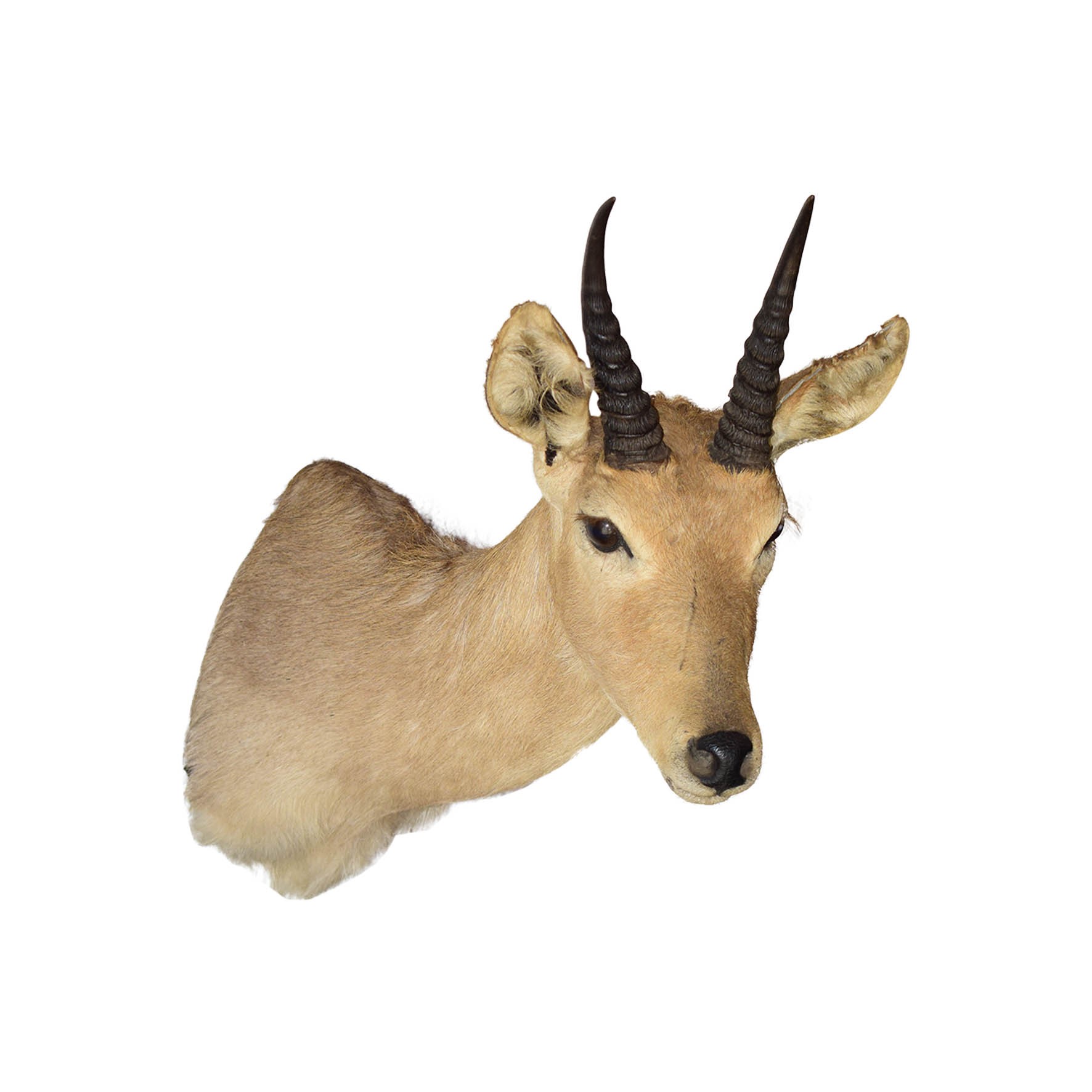 Mountain Reedbuck Shoulder Mount - Image 2