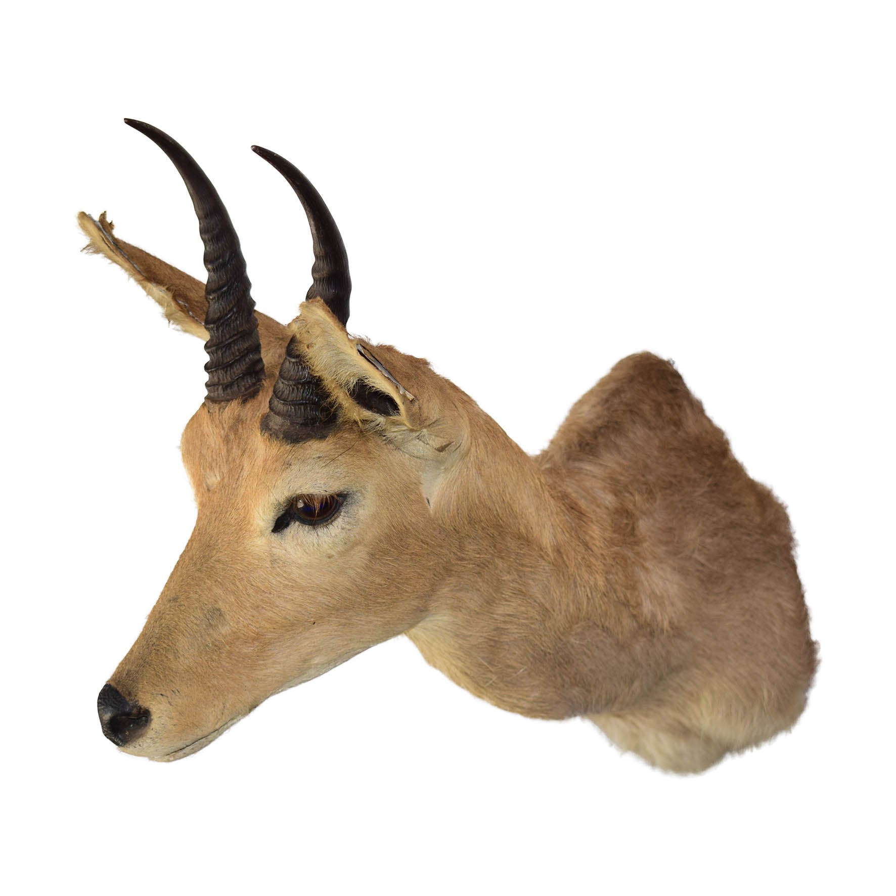Mountain Reedbuck Shoulder Mount - Image 3