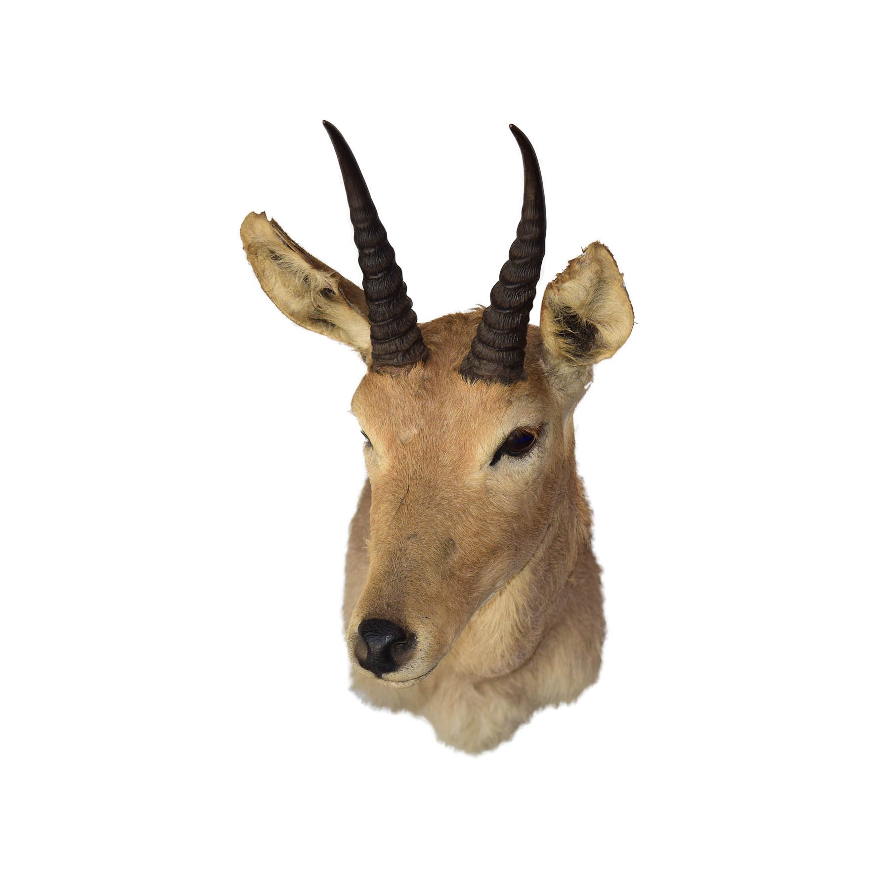 Mountain Reedbuck Shoulder Mount