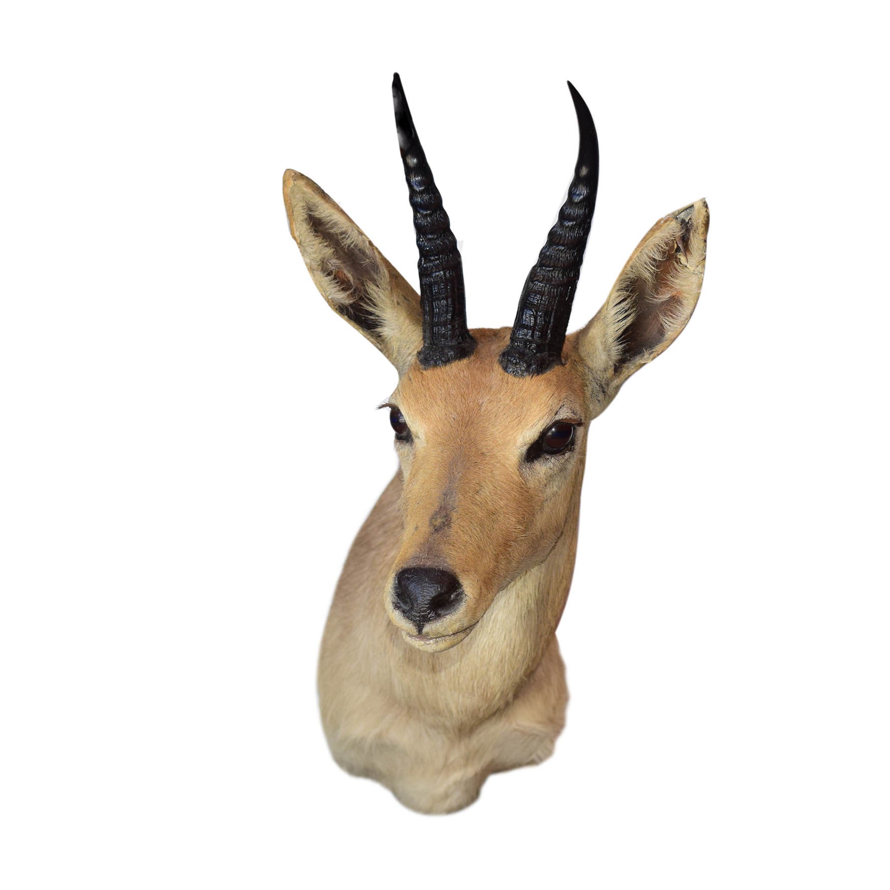 Steenbuck Shoulder Mount SBSM12 - Image 2