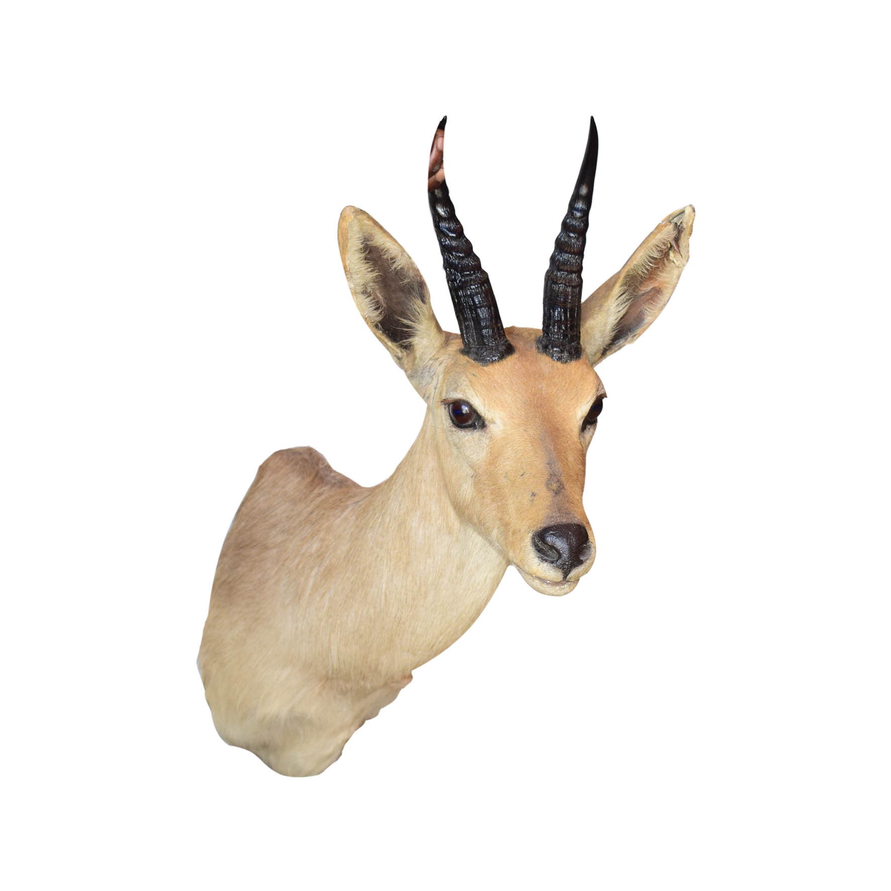 Steenbuck Shoulder Mount SBSM12
