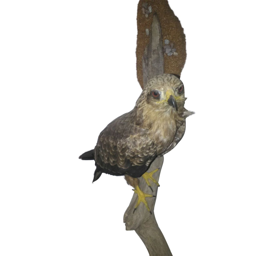 STEPPE BUZZARD - Image 2