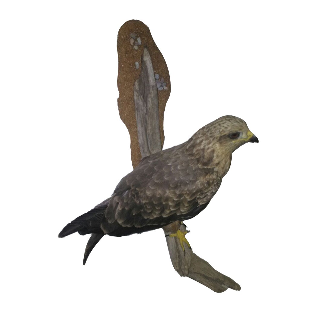 STEPPE BUZZARD