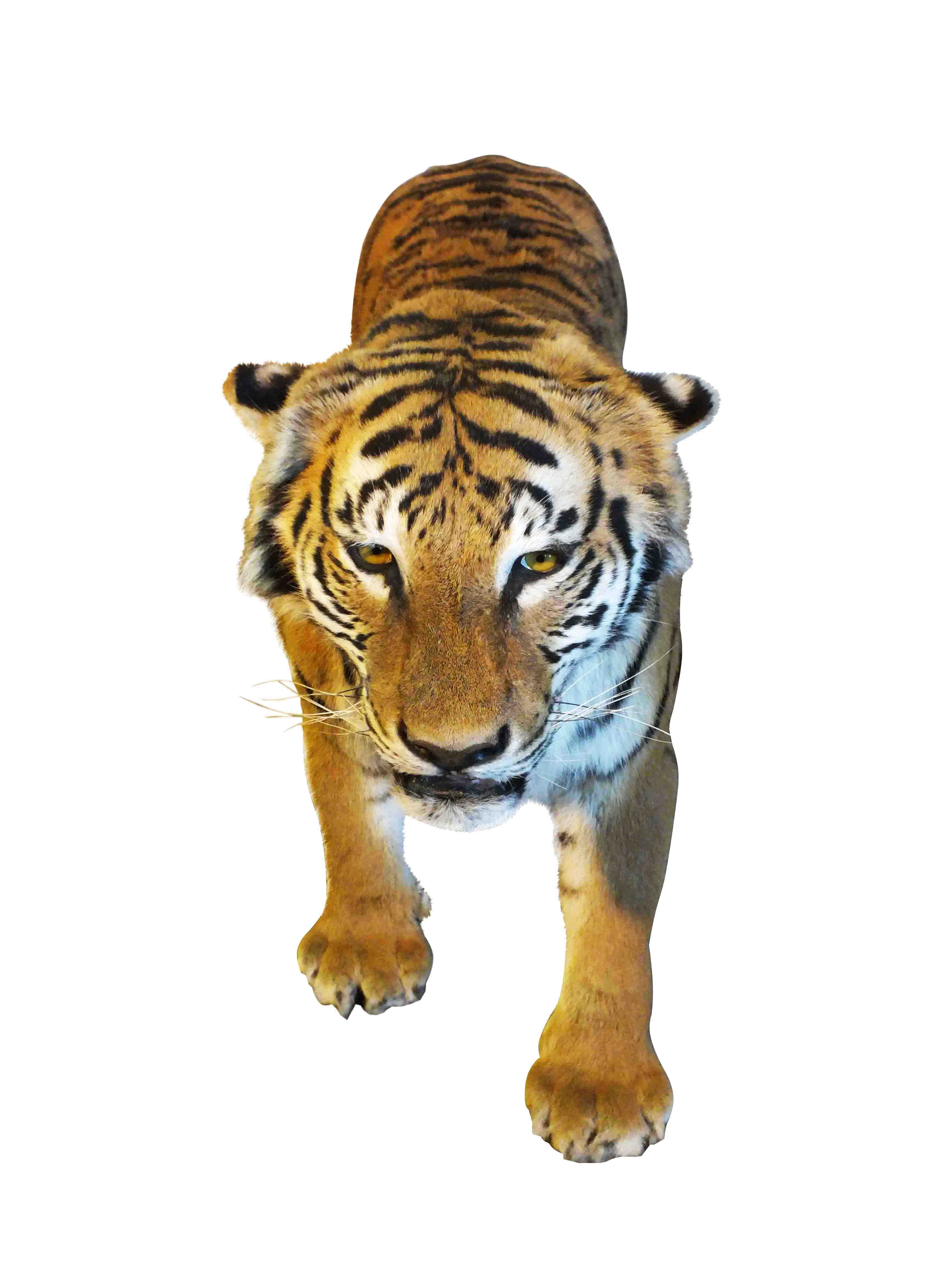 Tiger Full Mount For Sale T2 - Image 2