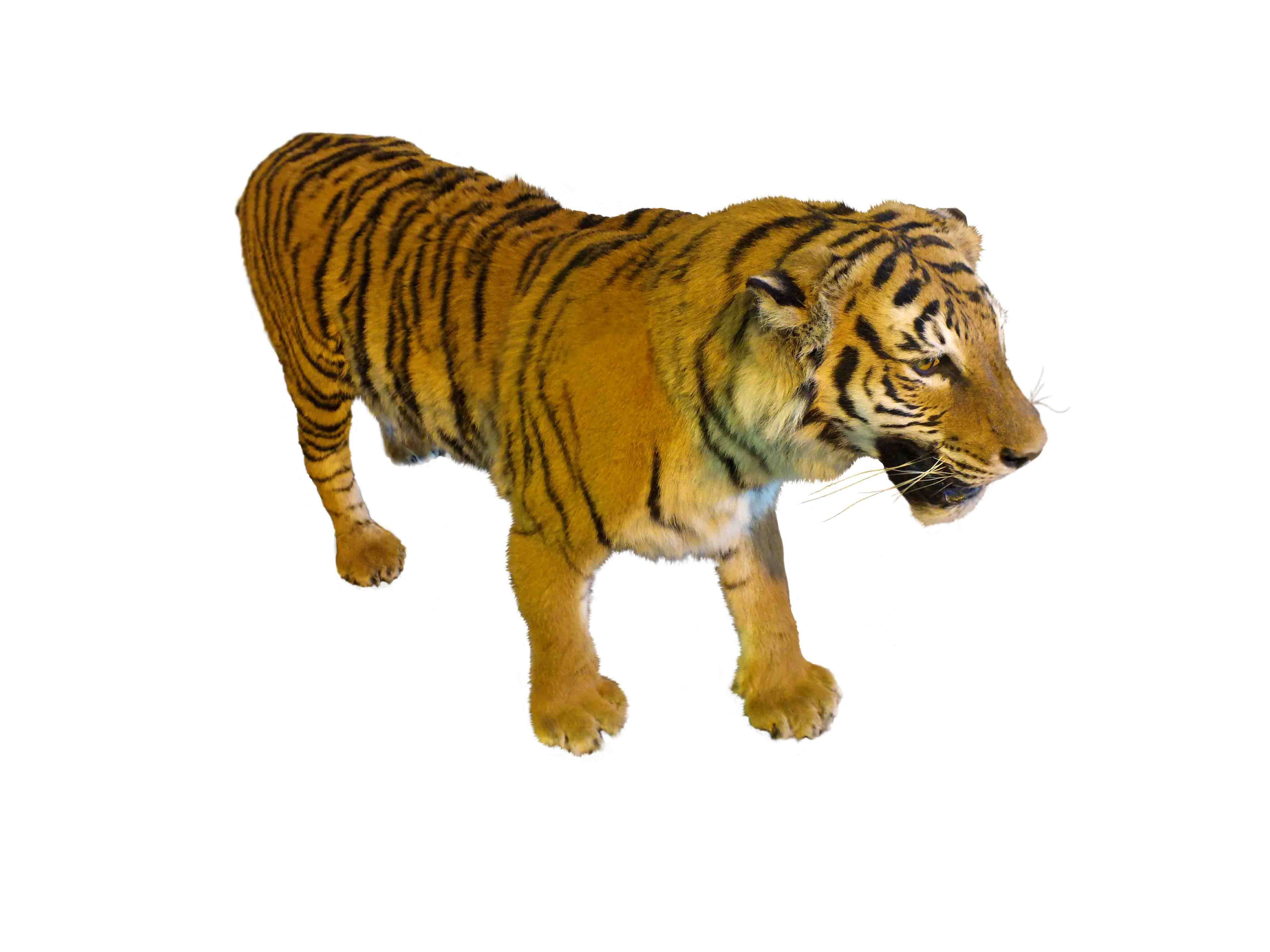 Tiger Full Mount For Sale T2 - Image 3