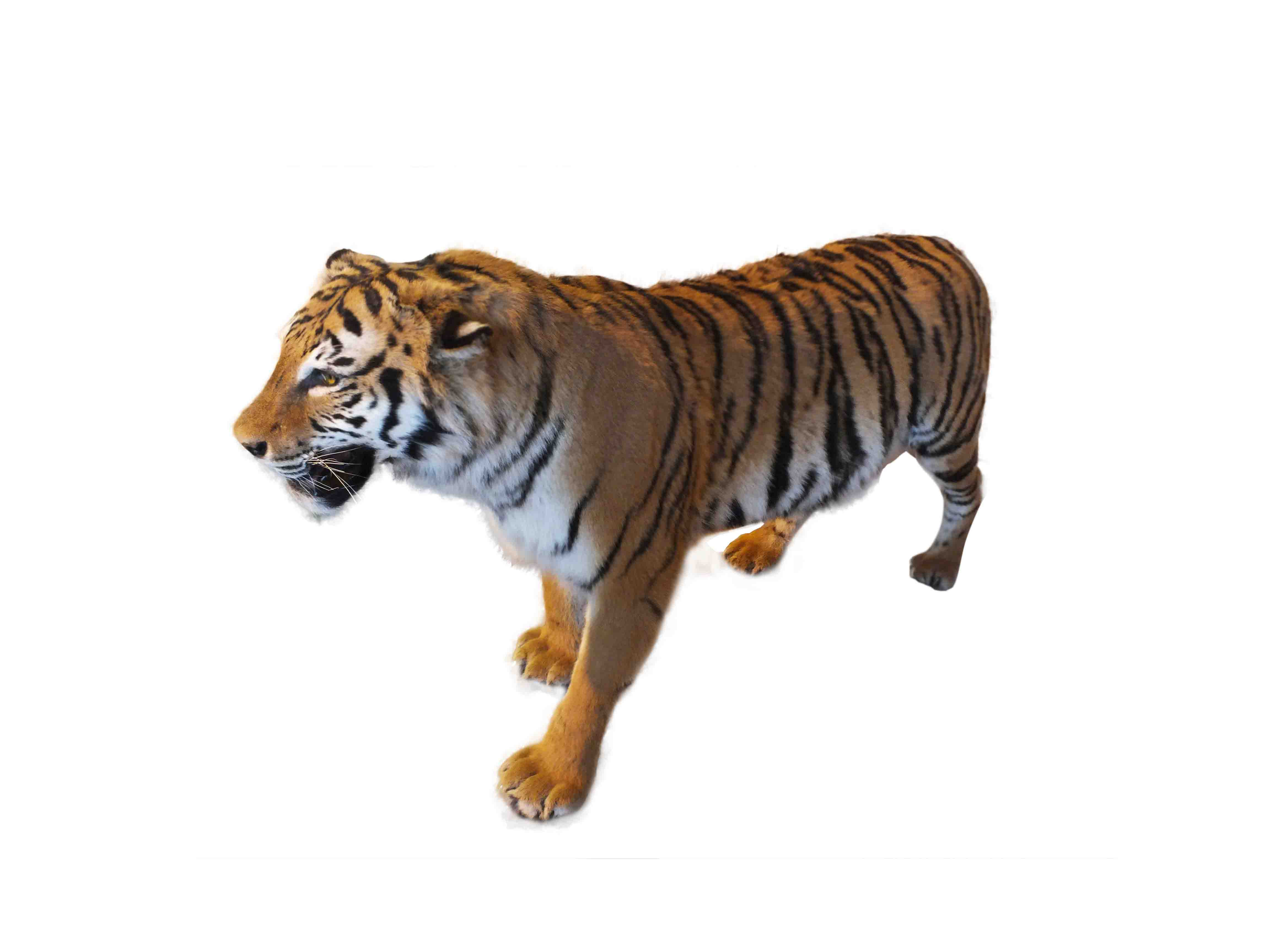 Tiger Full Mount For Sale T2 - Image 4