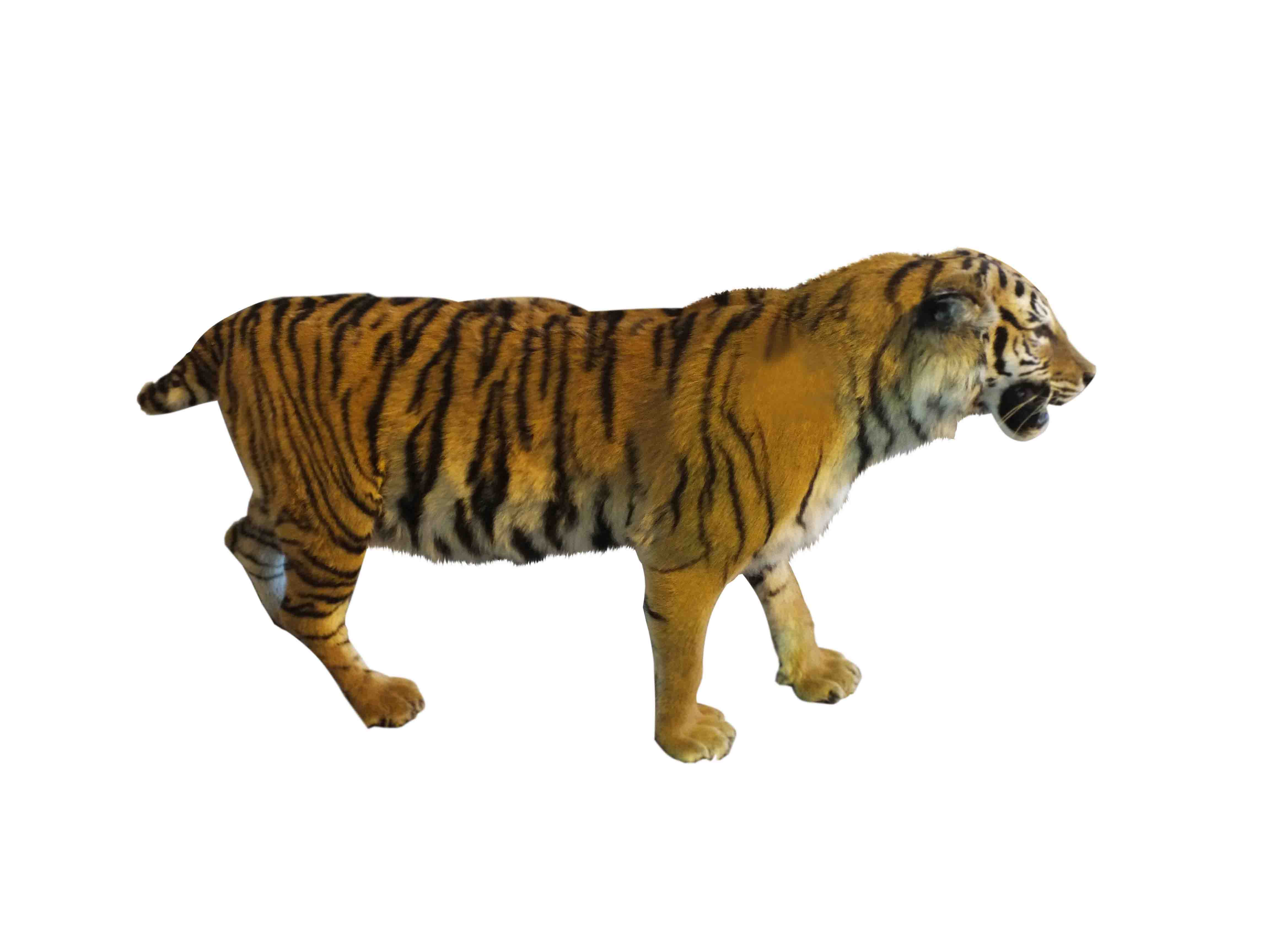 Tiger Full Mount For Sale T2 - Image 5