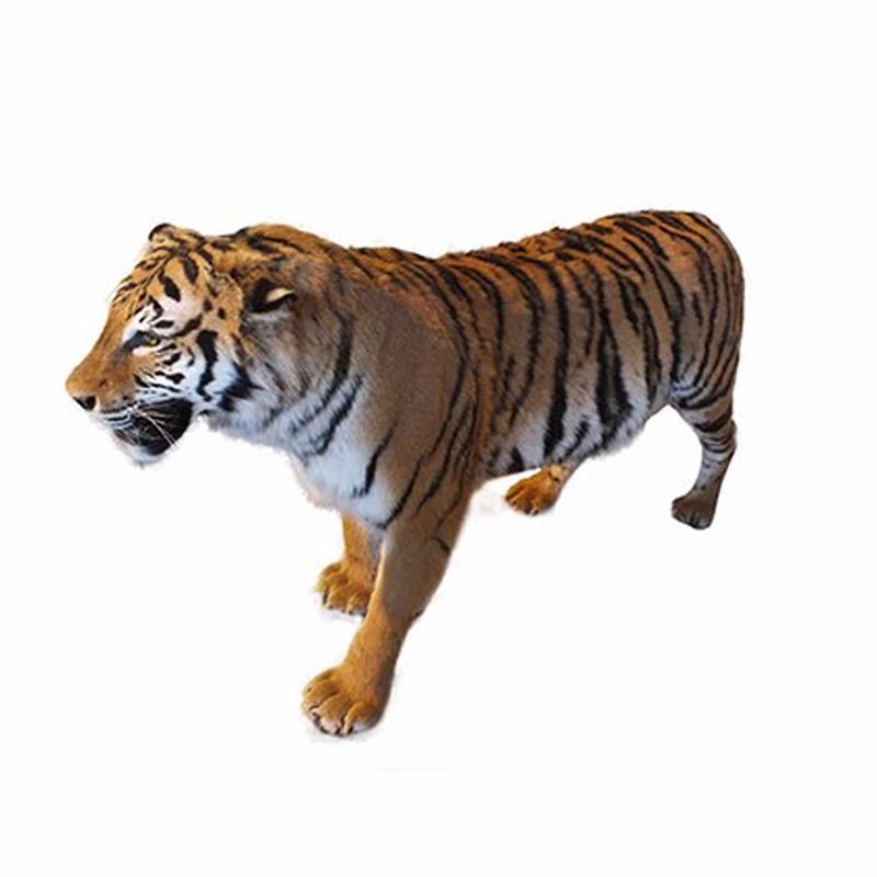 Tiger Full Mount For Sale T2