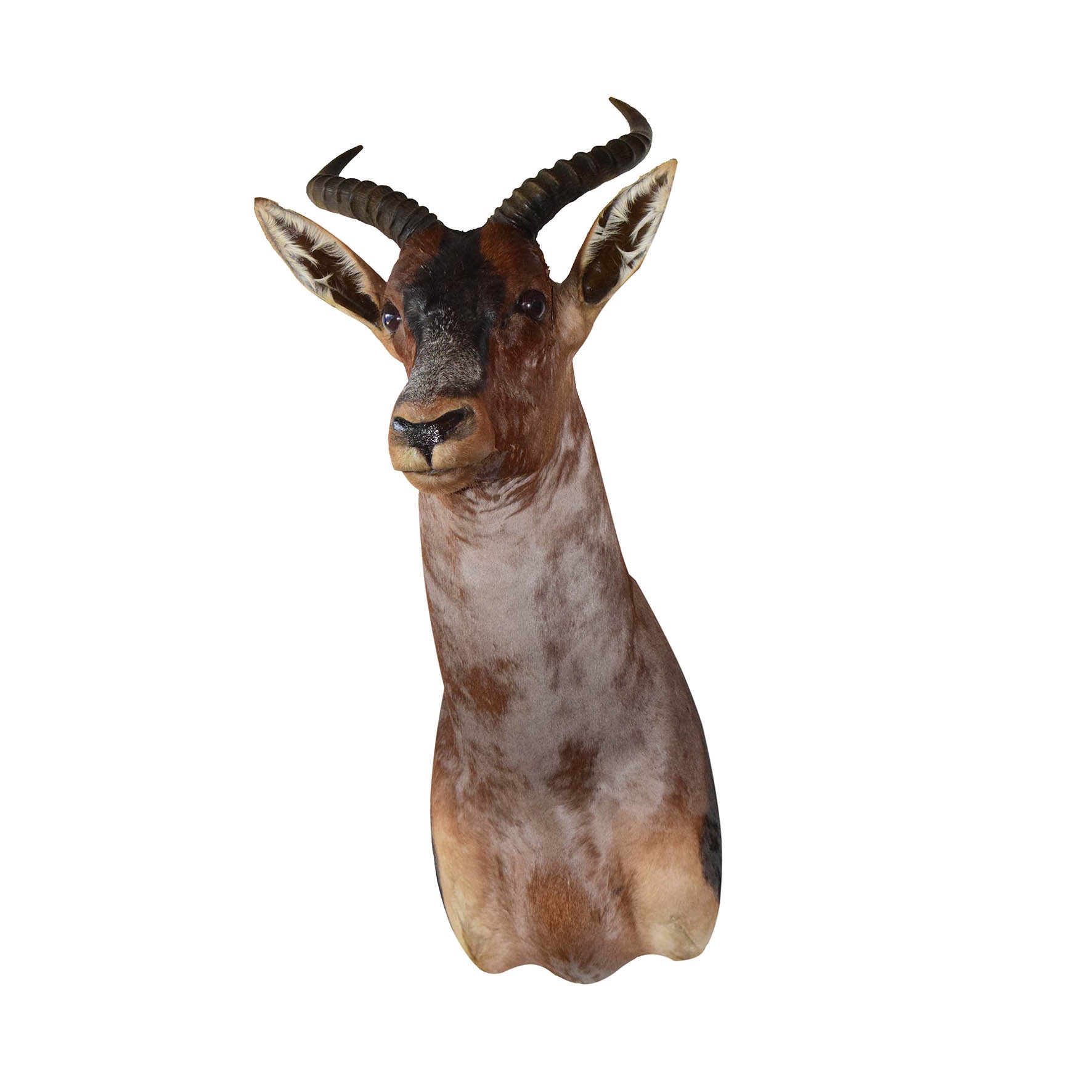 Tsessebe Shoulder Mount