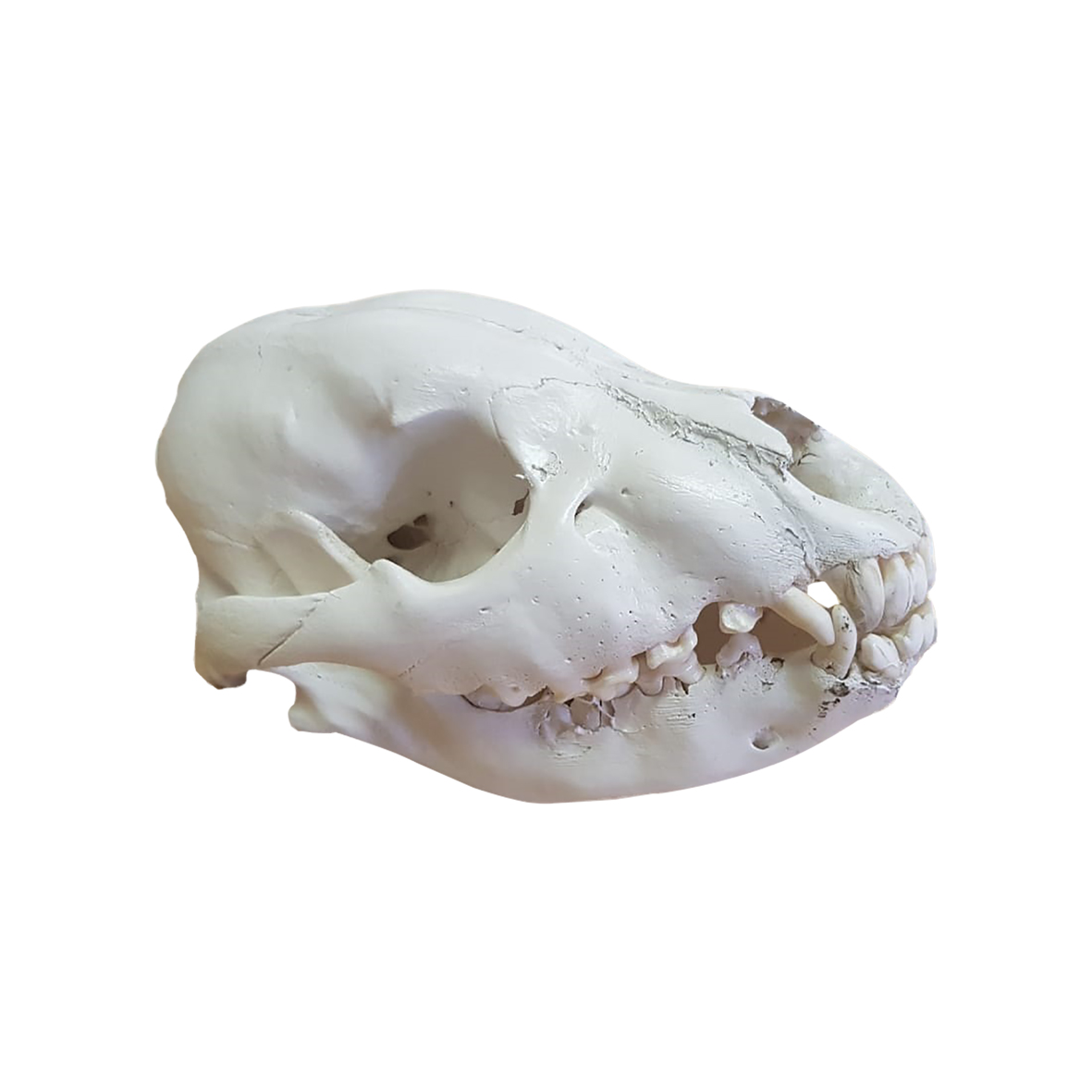 TWO HYENA SKULLS - Image 2