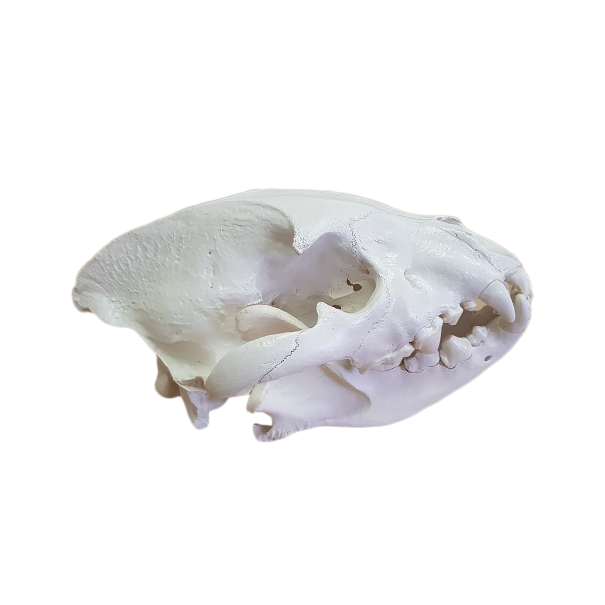TWO HYENA SKULLS - Image 3