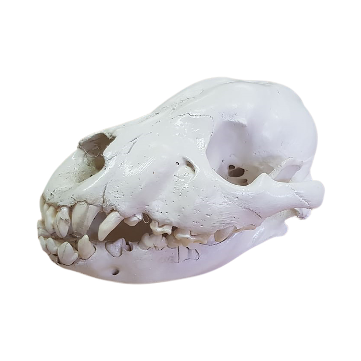 TWO HYENA SKULLS - Image 4