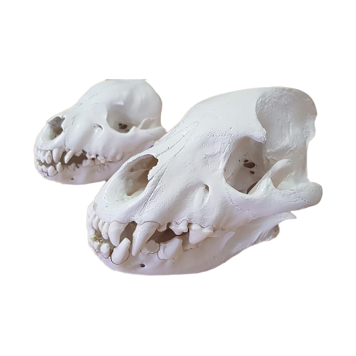 TWO HYENA SKULLS - Image 5