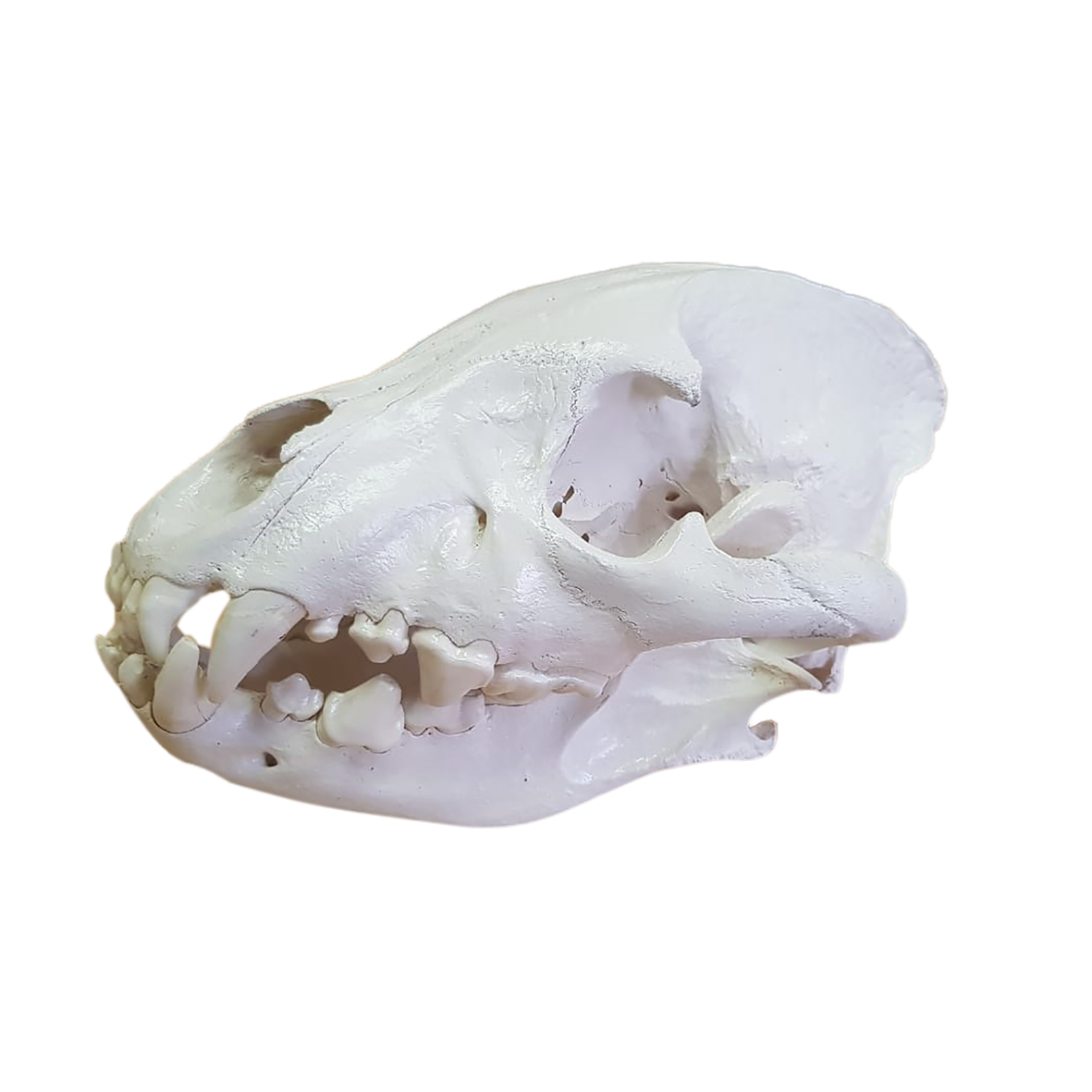 TWO HYENA SKULLS - Image 6