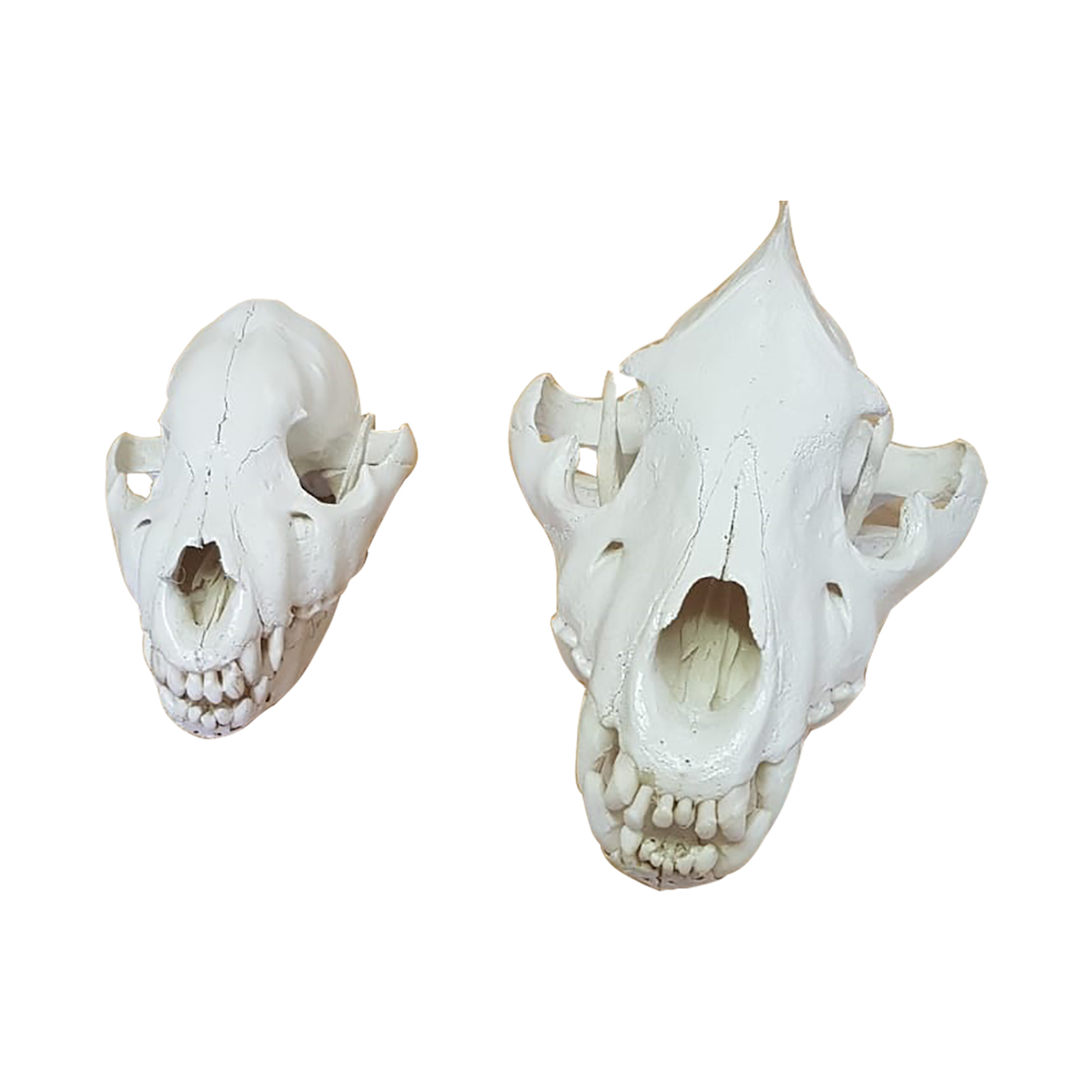 TWO HYENA SKULLS