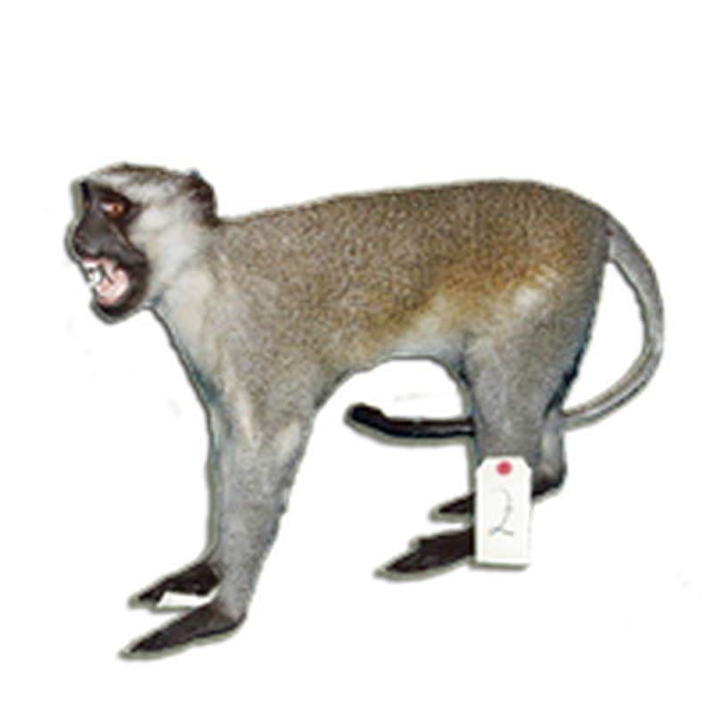 Vervet Monkey Full Mount VMFM101 - Image 2