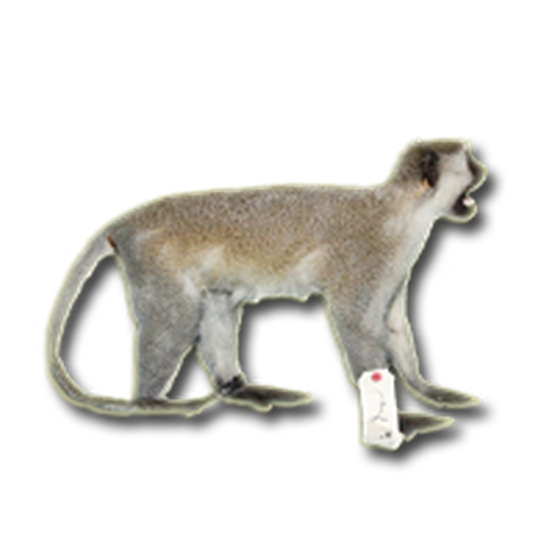 Vervet Monkey Full Mount VMFM101 - Image 3