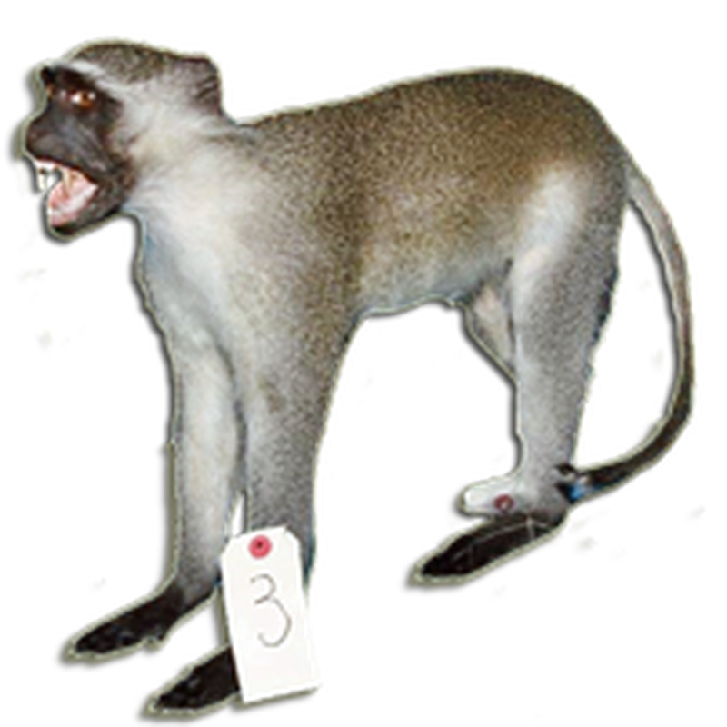 Vervet Monkey Full Mount VMFM101