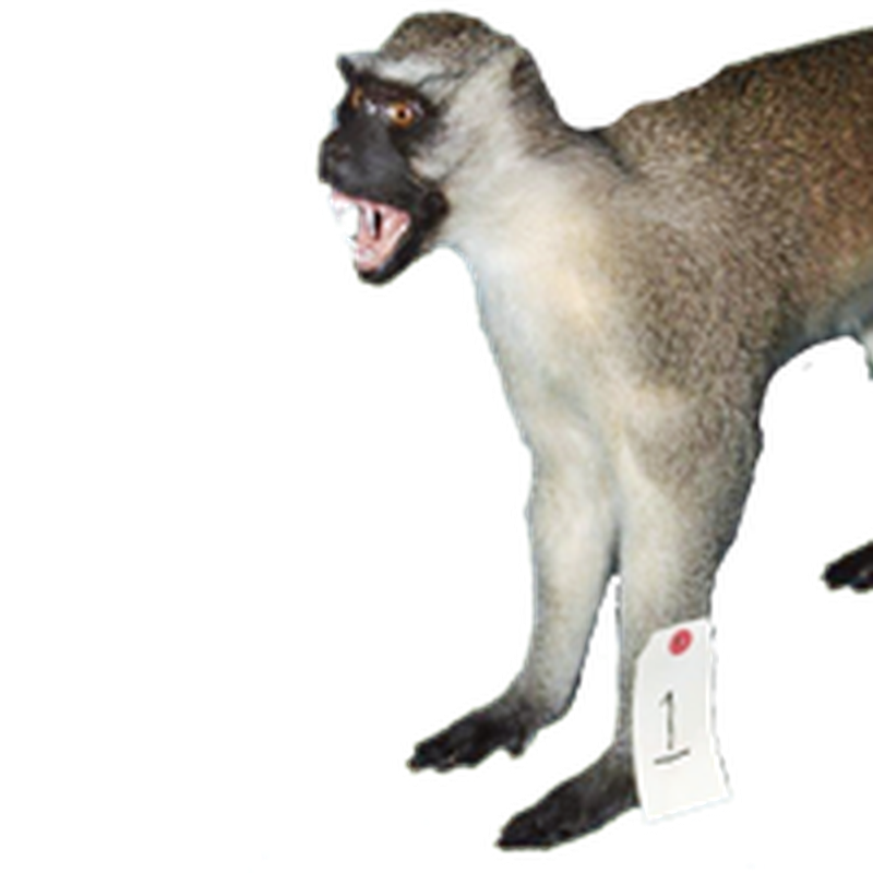 Vervet Monkey Full Mount VMFM103 - Image 3
