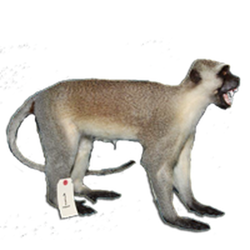 Vervet Monkey Full Mount VMFM103