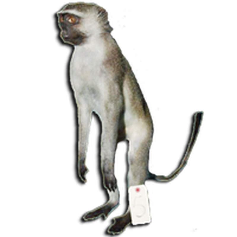 Vervet Monkey Full Mount VMFM104 - Image 3