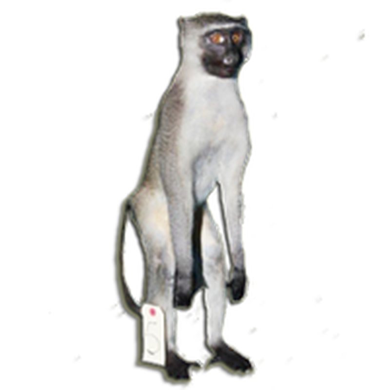 Vervet Monkey Full Mount VMFM104