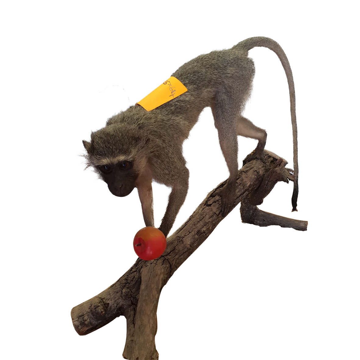Vervet Monkey Full Mount - Image 2
